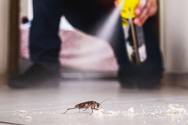 Wasp Removal Services in Echelon, NJ